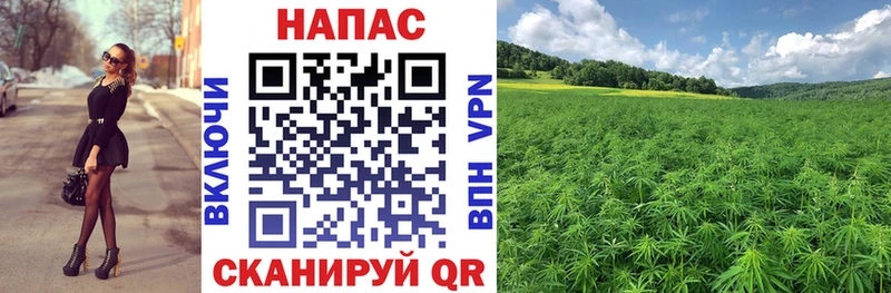 Конопля сатива Порхов